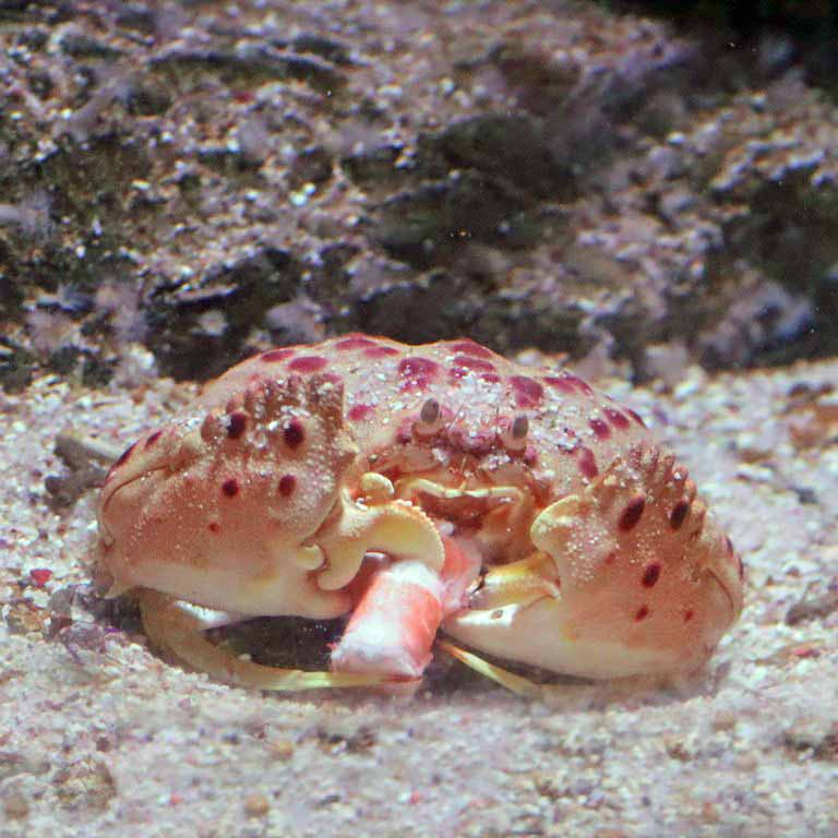 Shame-faced Crab smoking
