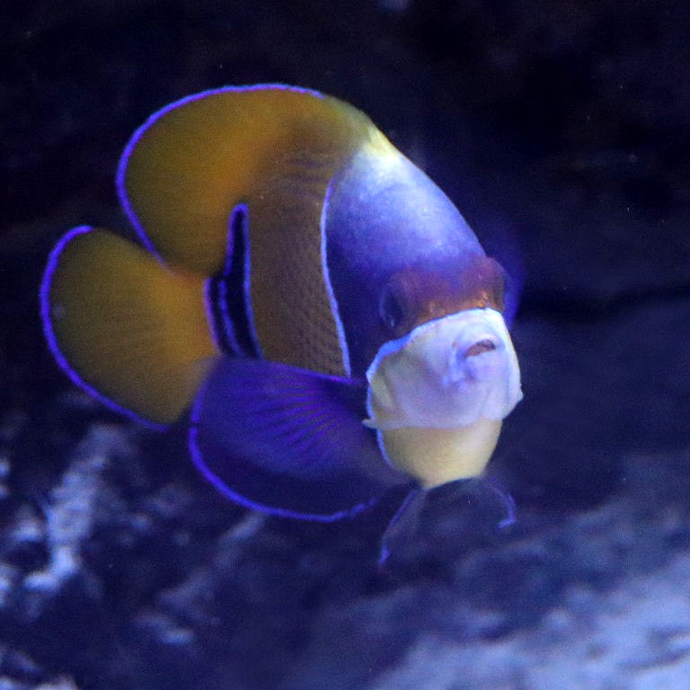 Majestic Angelfish in facemask