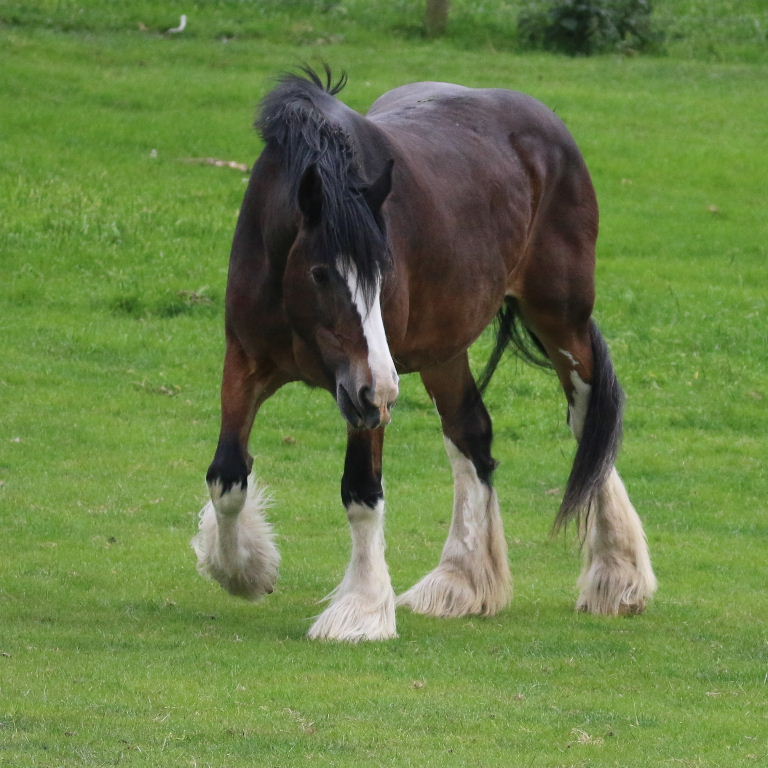 Shire horse