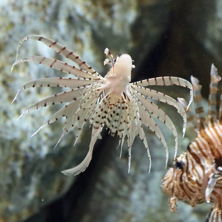 Russell's lionfish