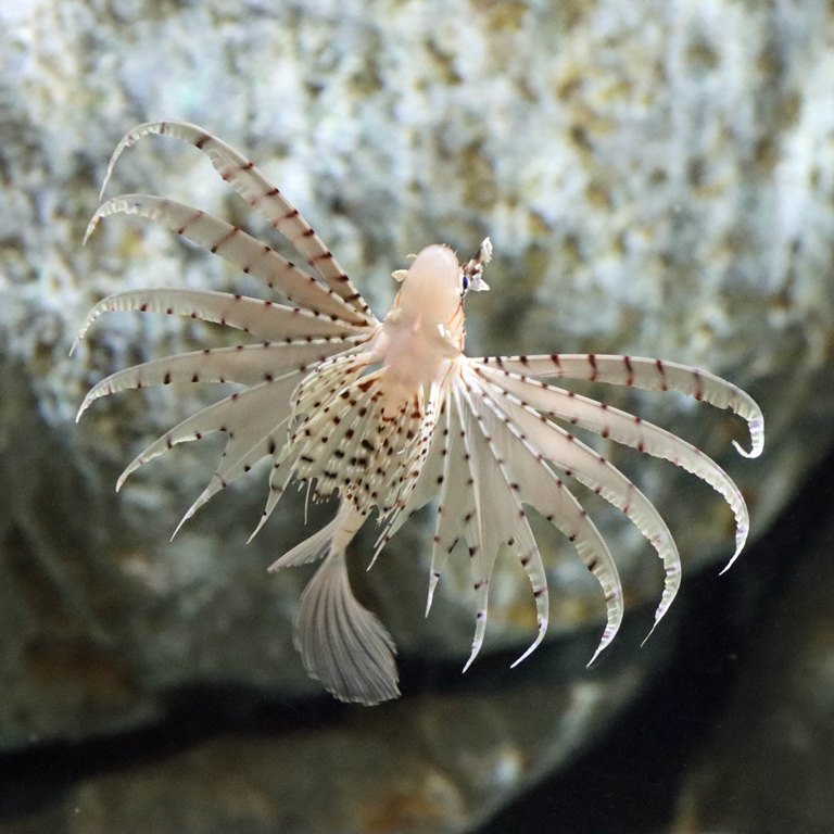 Russell's lionfish