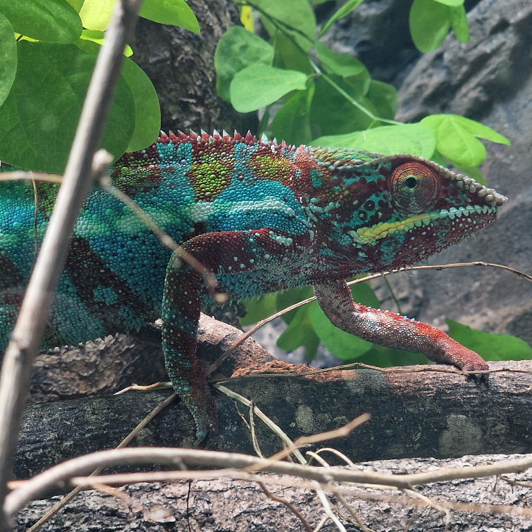 Calmer chameleon