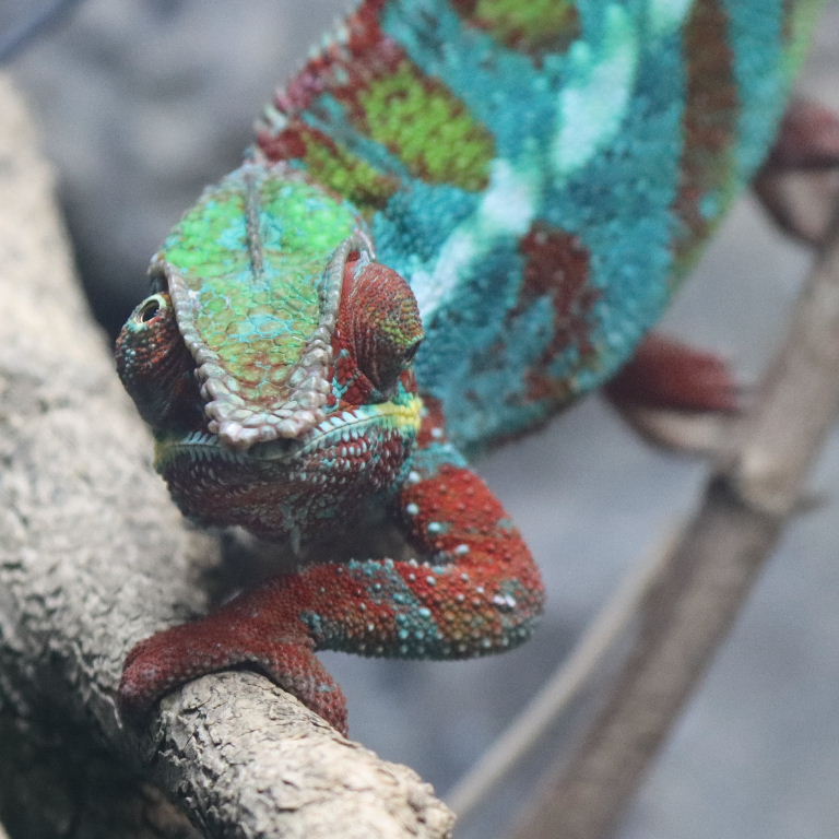 Calmer chameleon