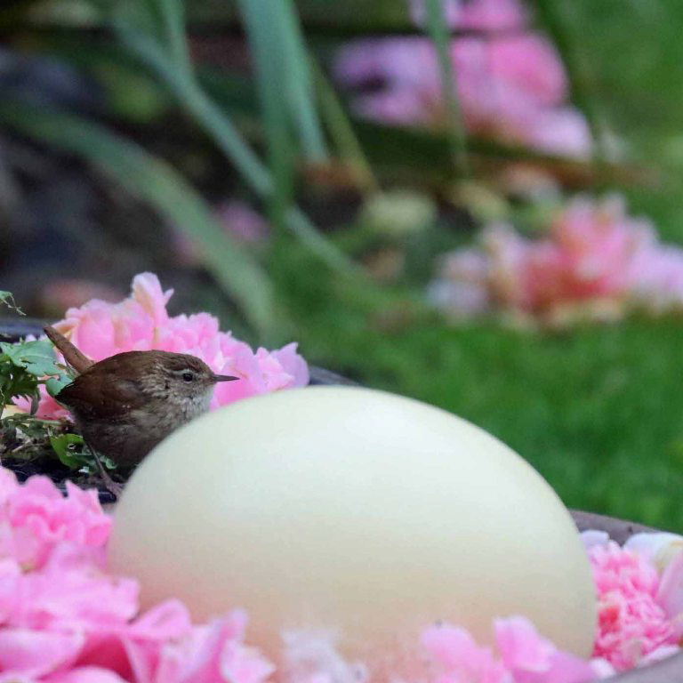 Wren egg