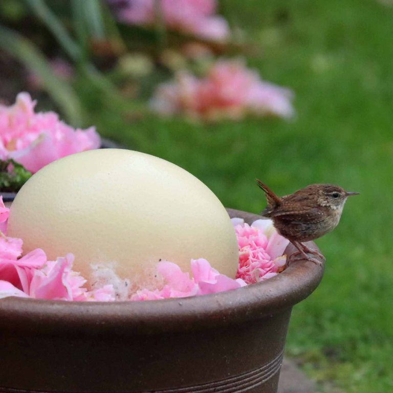 Wren egg