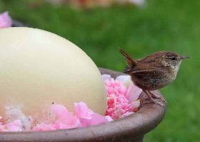 Wren egg