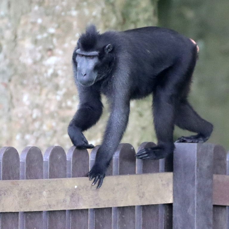 On the Fence