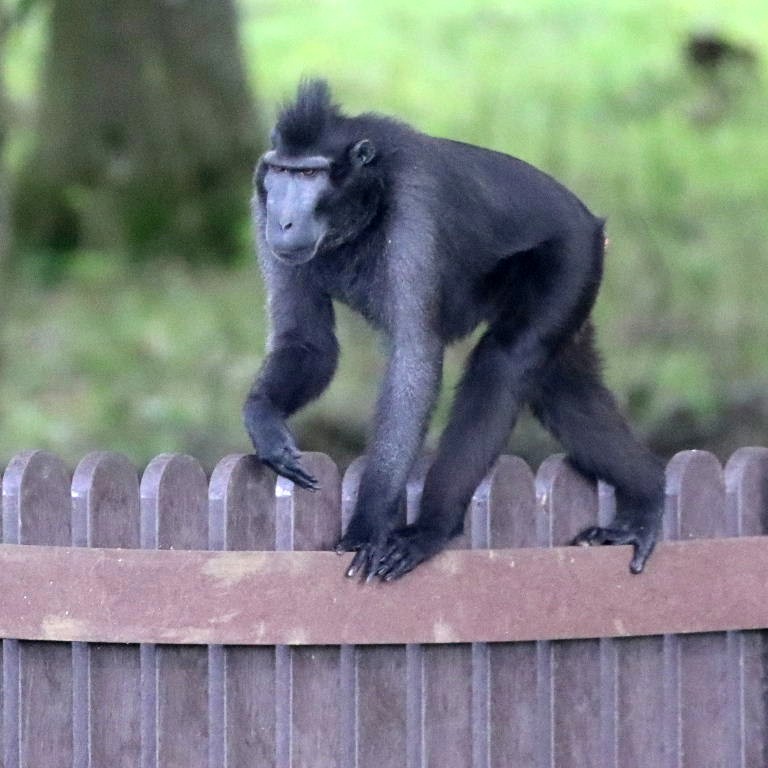 On the Fence
