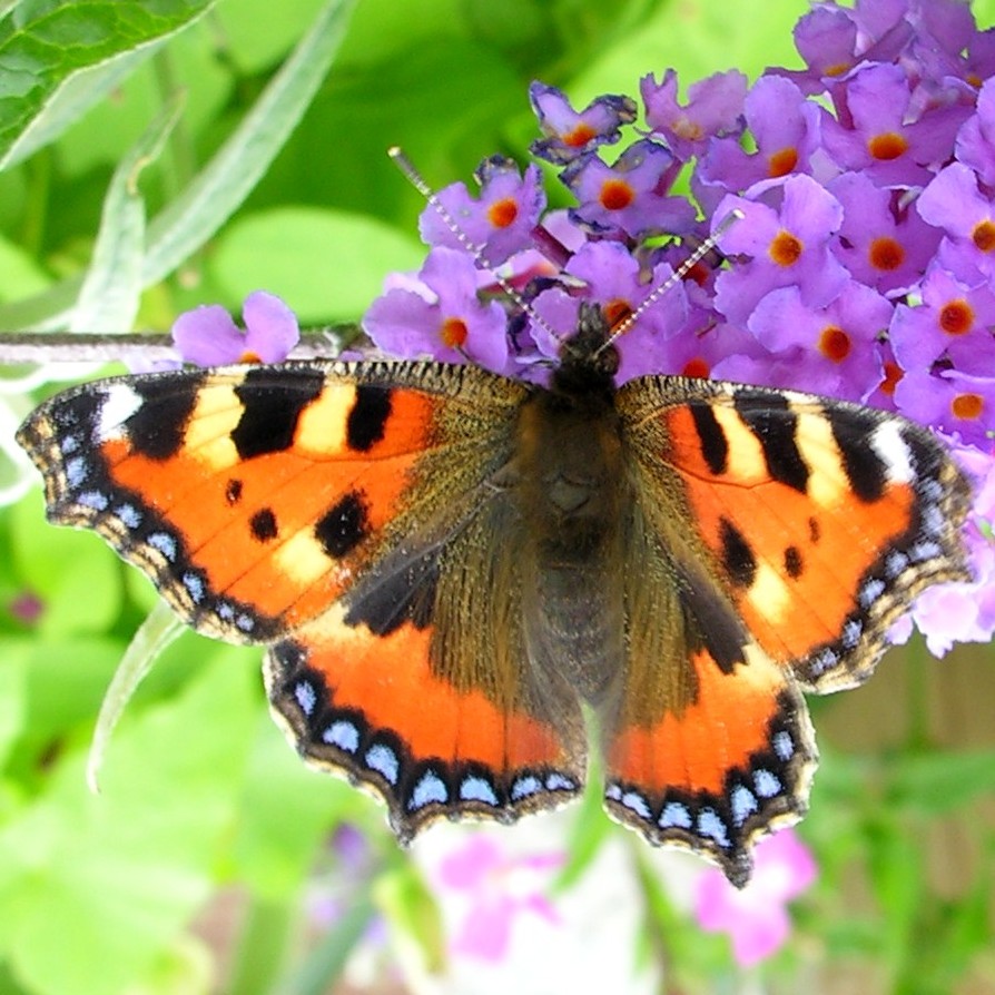 Small Tortoiseshell butterfly on flower