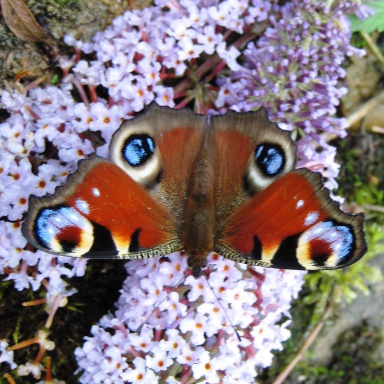 Peacock butterfly on flower