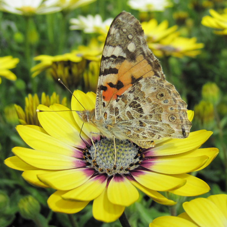 Painted Lady on flower