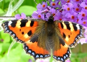 Butterfly on flower
