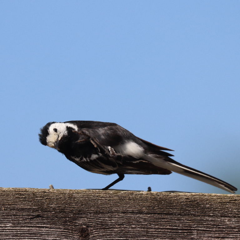 No, its not woodworm