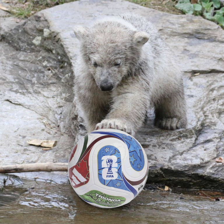 Football2026