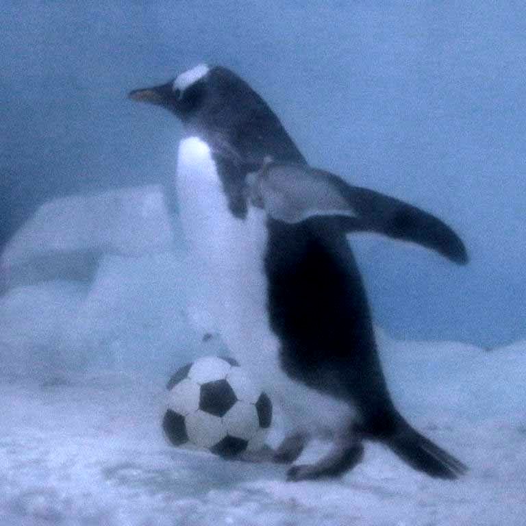 Football black n white