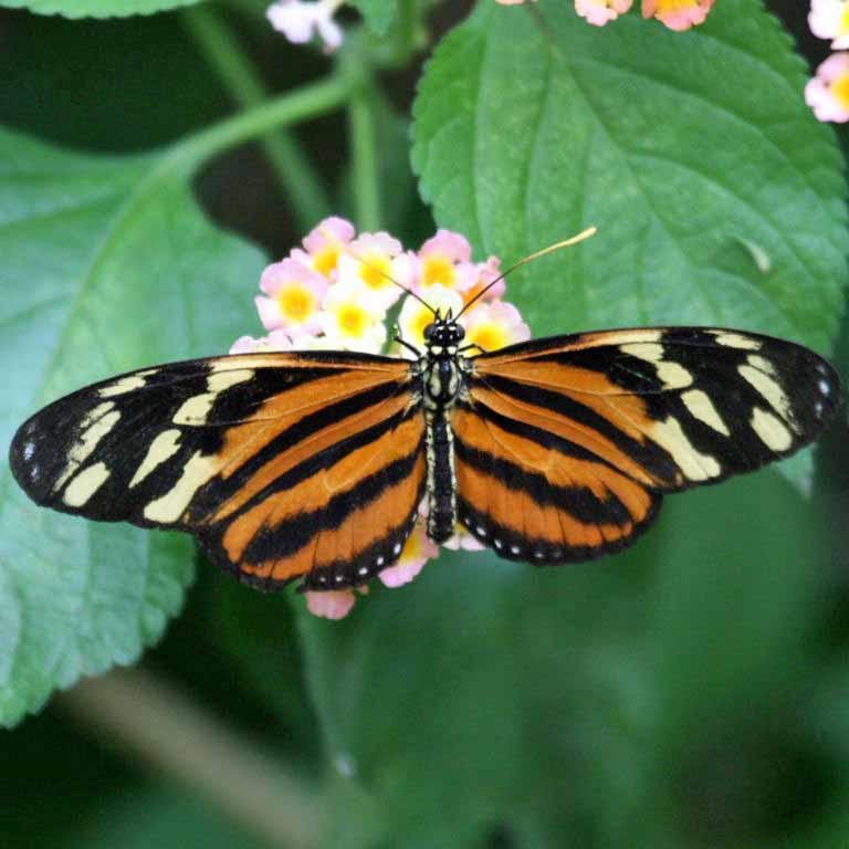 Isabella Tiger butterfly