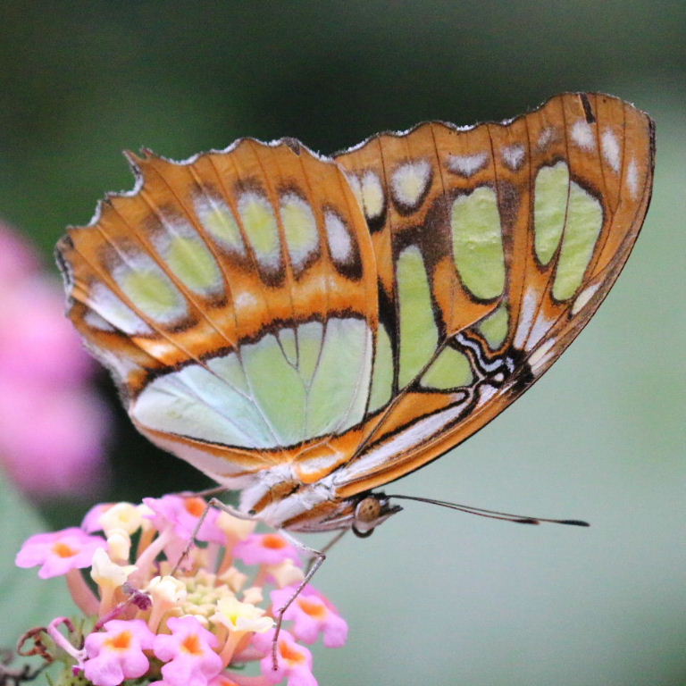 Malachite butterfly