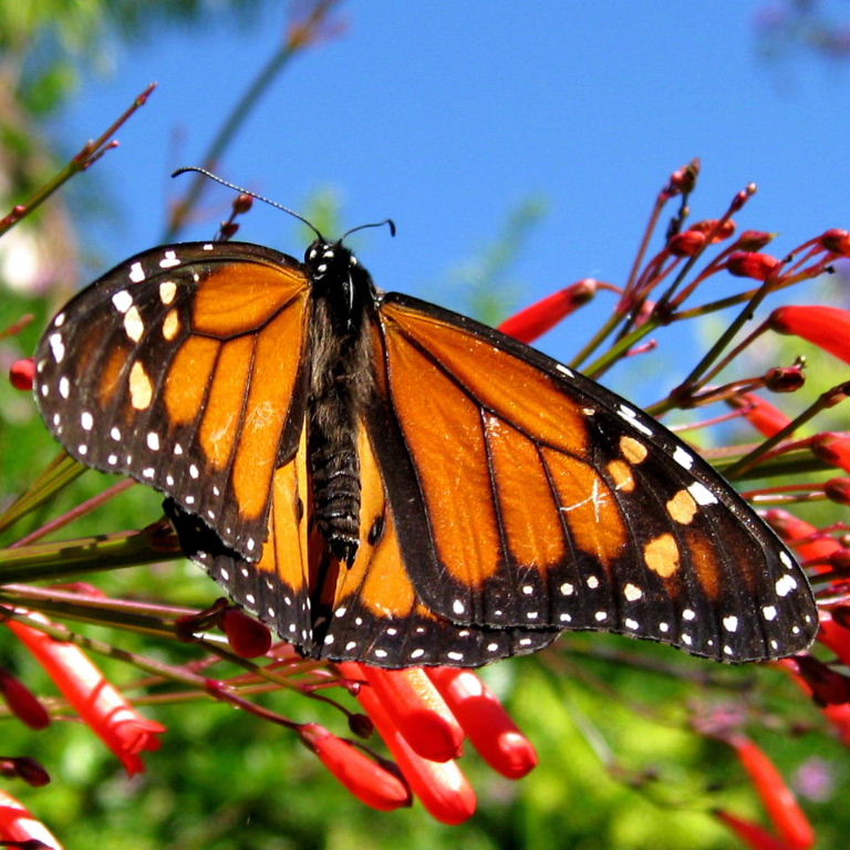 Monarch butterfly