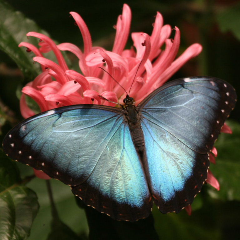 Morpho butterfly