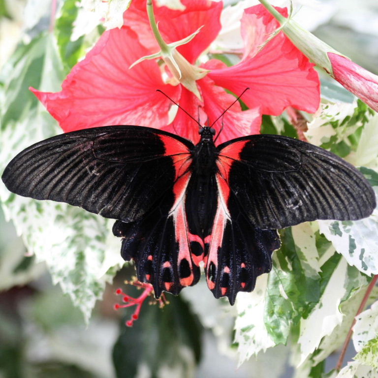 Scarlet Swallowtail butterfly