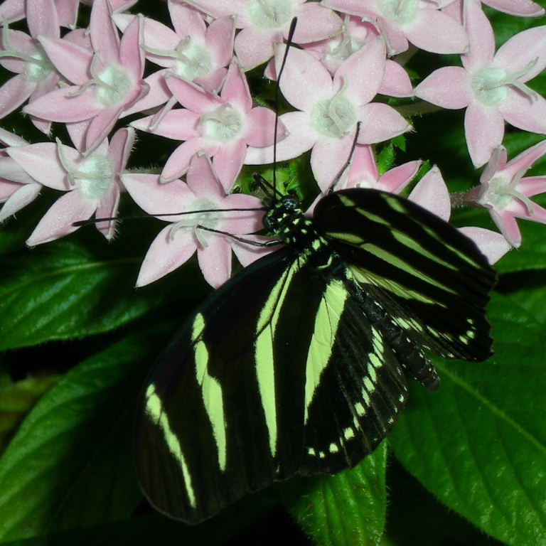 Zebra Longwing butterfly