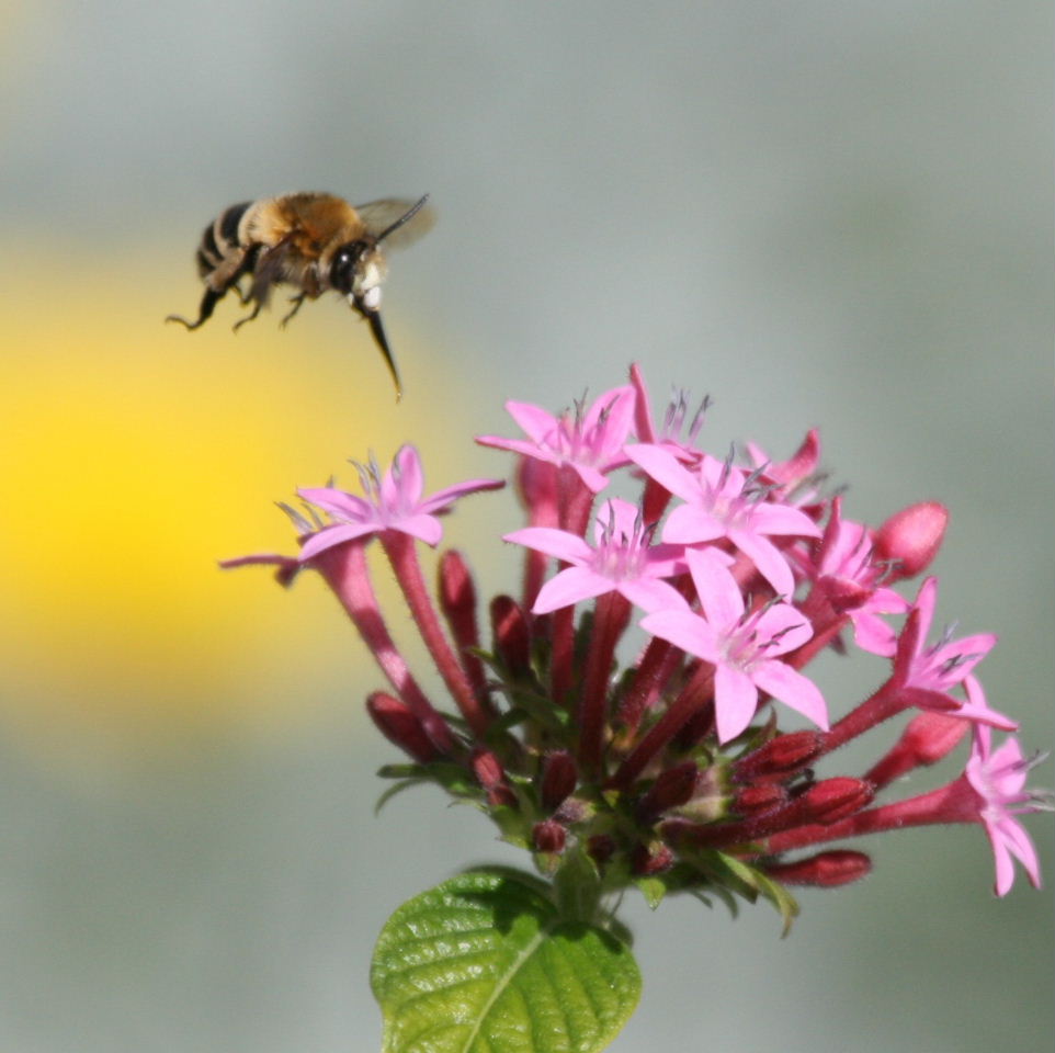 Bee incoming