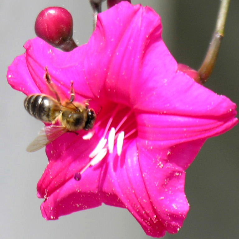 Black honey bee