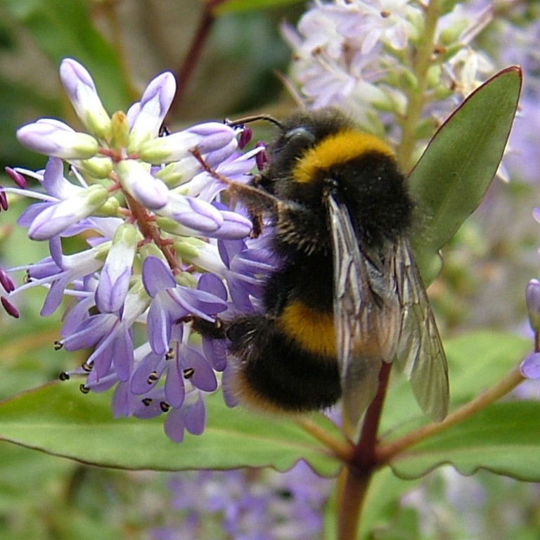 Bufftail bumble bee