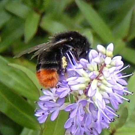 Redtail Bumble Bee