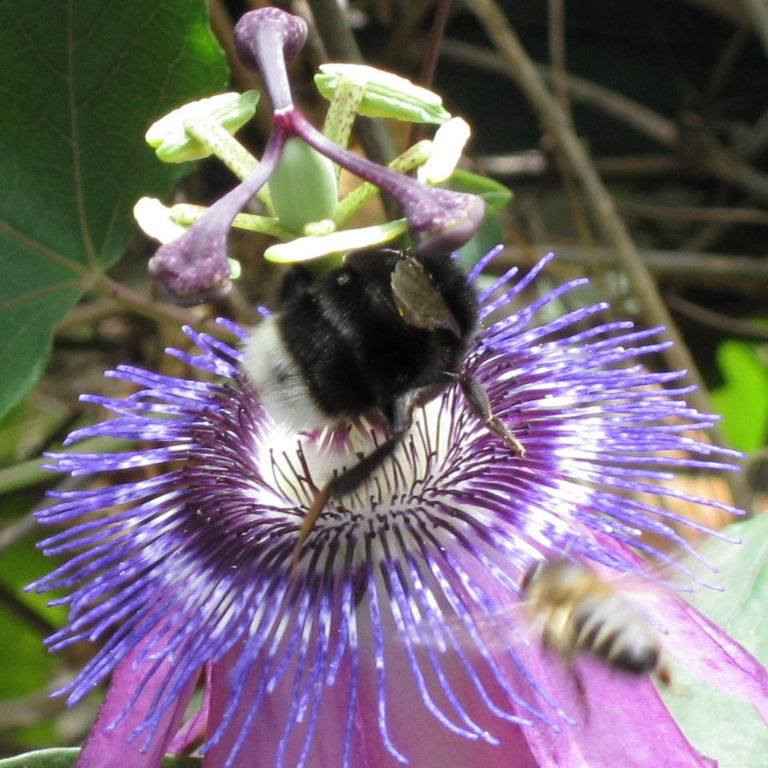 Canary Bumble Bee on passionflower