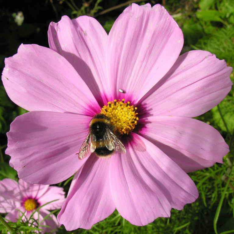 Bumble bee on flower
