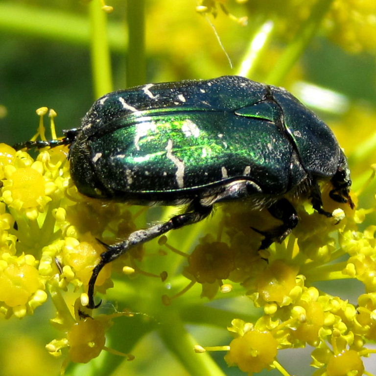 Rose chafer on flower