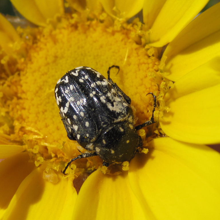 Barbary beetle on flower