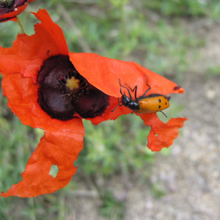 Blister beetle on poppy