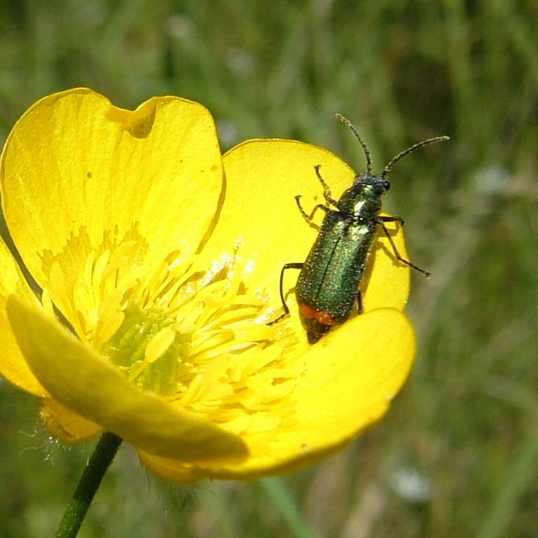 Red-tipped beetle on buttercup