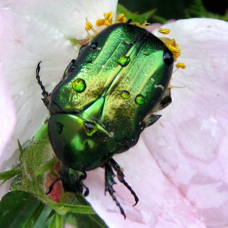 Rose chafer on rose