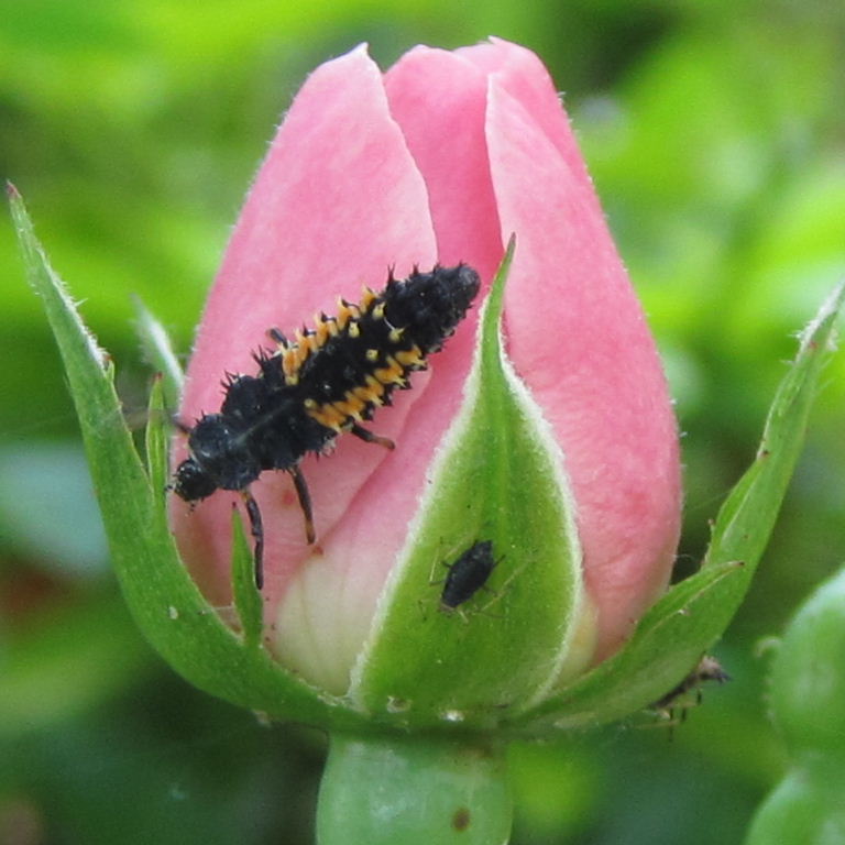 Harlequin ladybird larva on rose