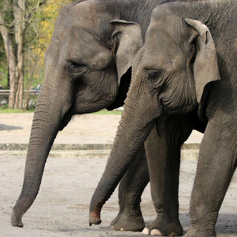 Pair of trunks