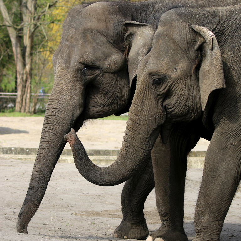 Pair of trunks