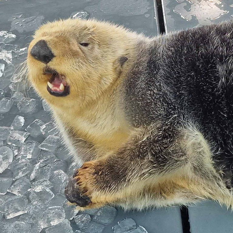 Otterly hot