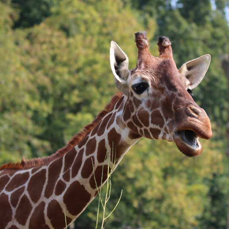 Giraffe laugh