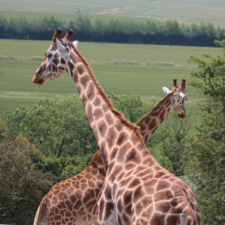 Giraffes