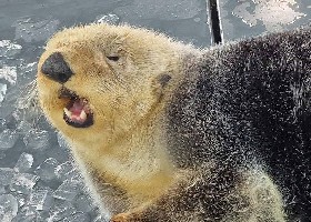 Otterly hot