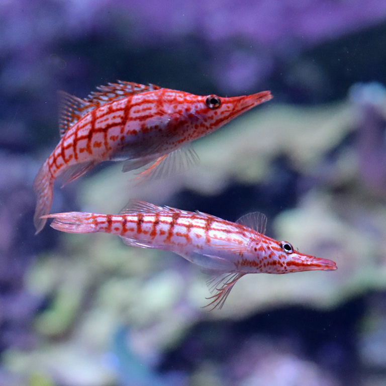 Fishy