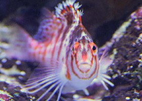 Fishy