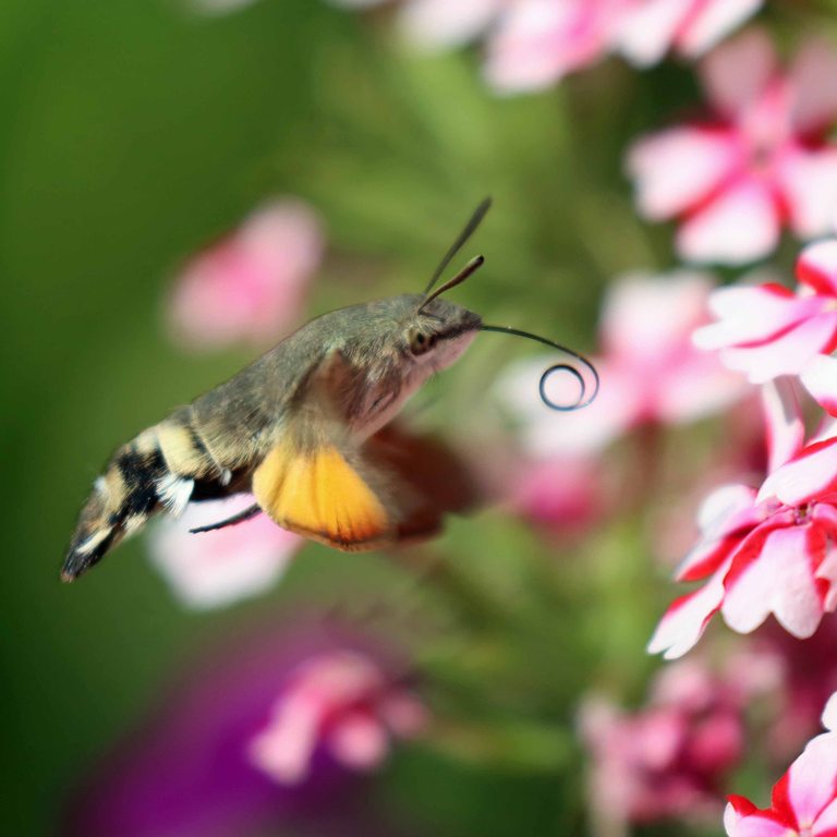 Hummingbird Hawkmoth on verbena