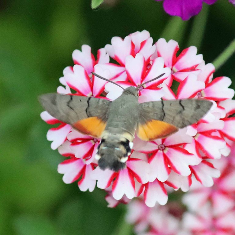 Hummingbird Hawkmoth on verbena
