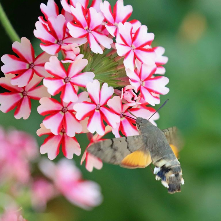 Hummingbird Hawkmoth on verbena