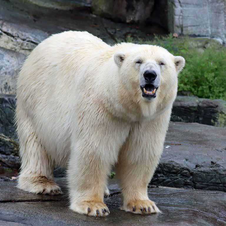 Polar Bear
