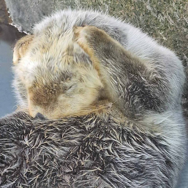 Hear no evil